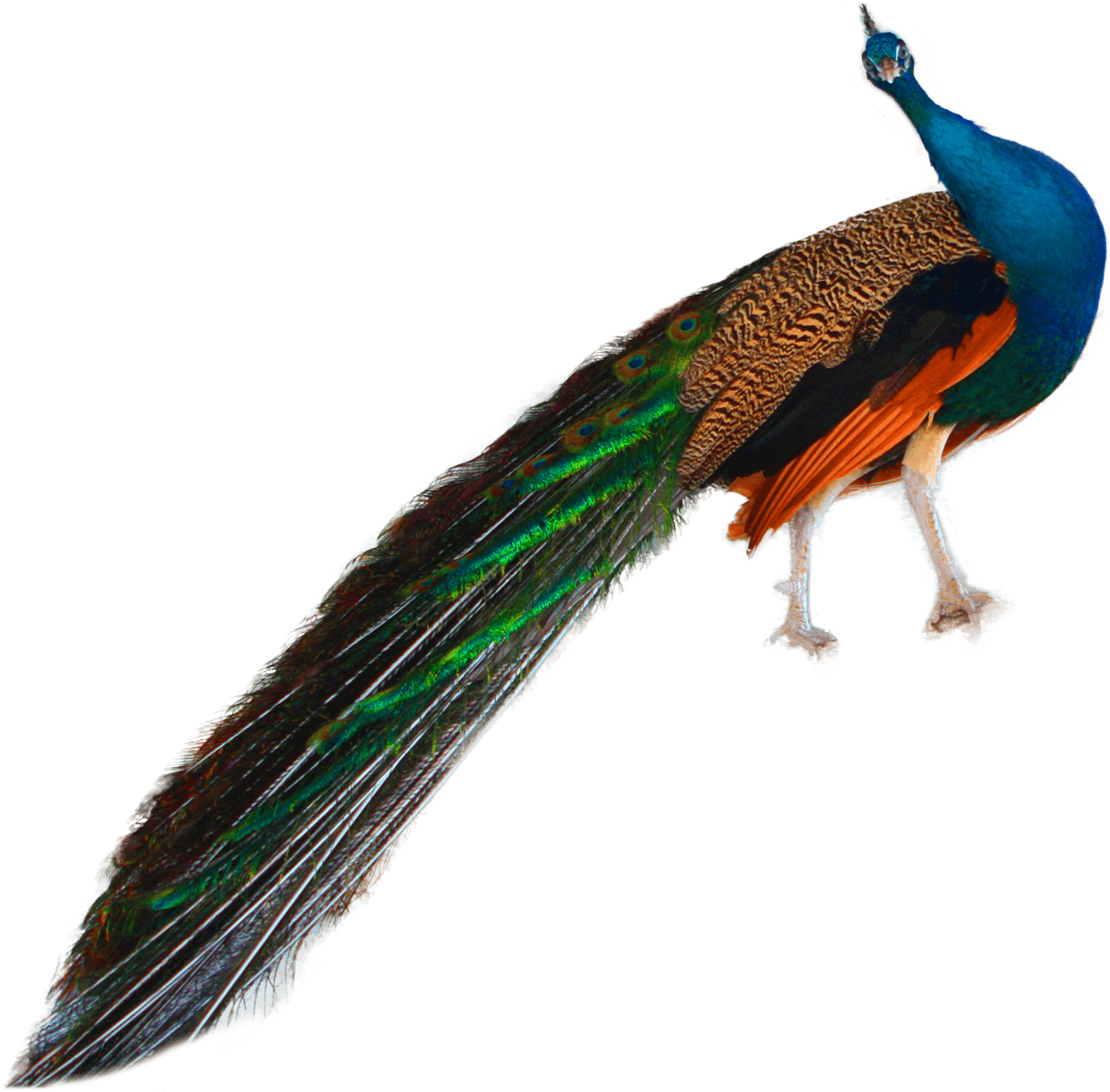 peacock